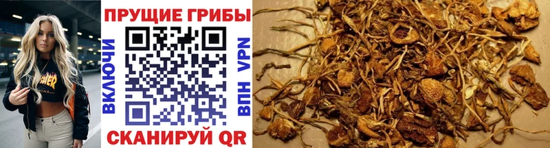 Псилоцибиновые грибы Magic Shrooms  Новотроицк 